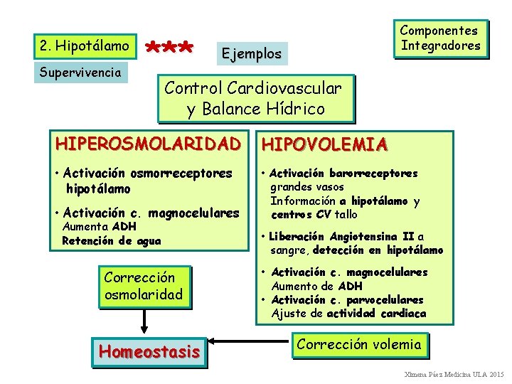 2. Hipotálamo Supervivencia *** Componentes Integradores Ejemplos Control Cardiovascular y Balance Hídrico HIPEROSMOLARIDAD HIPOVOLEMIA