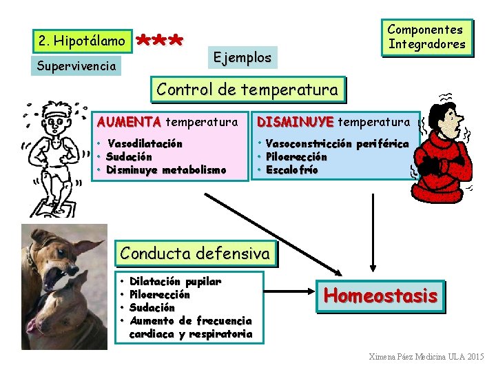 2. Hipotálamo Supervivencia *** Componentes Integradores Ejemplos Control de temperatura AUMENTA temperatura DISMINUYE temperatura 2. Hipotálamo Supervivencia *** Componentes Integradores Ejemplos Control de temperatura AUMENTA temperatura DISMINUYE temperatura