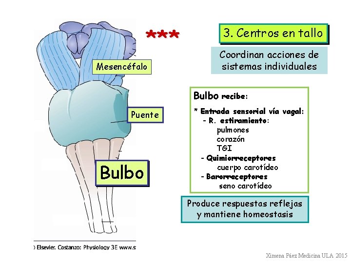 *** 3. Centros en tallo Coordinan acciones de sistemas individuales Mesencéfalo Bulbo Puente Bulbo