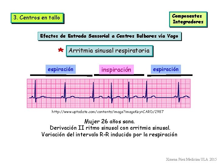 Componentes Integradores 3. Centros en tallo Efectos de Entrada Sensorial a Centros Bulbares vía