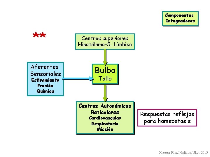 Componentes Integradores ** Aferentes Sensoriales Estiramiento Presión Química Centros superiores Hipotálamo-S. Límbico Bulbo Tallo