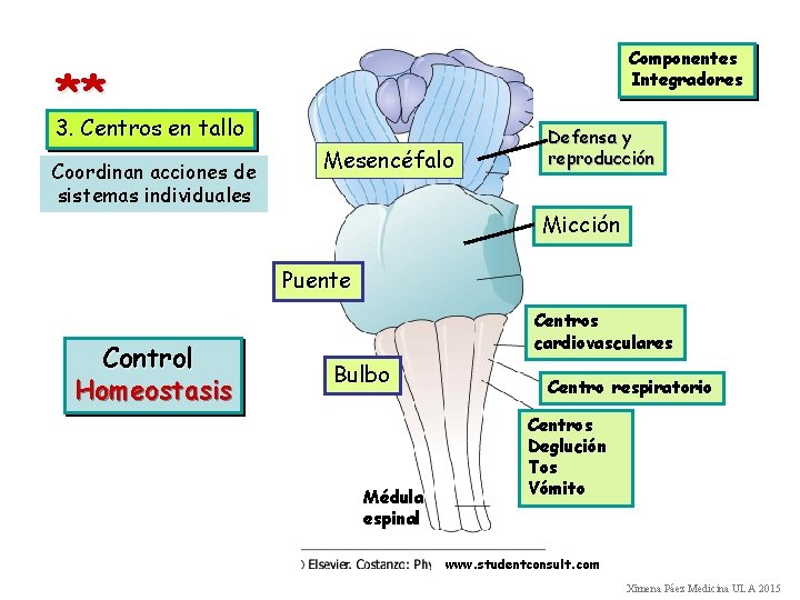 ** 3. Centros en tallo Coordinan acciones de sistemas individuales Componentes Integradores Mesencéfalo Defensa