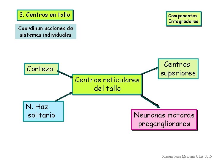 3. Centros en tallo Componentes Integradores Coordinan acciones de sistemas individuales Corteza Centros reticulares