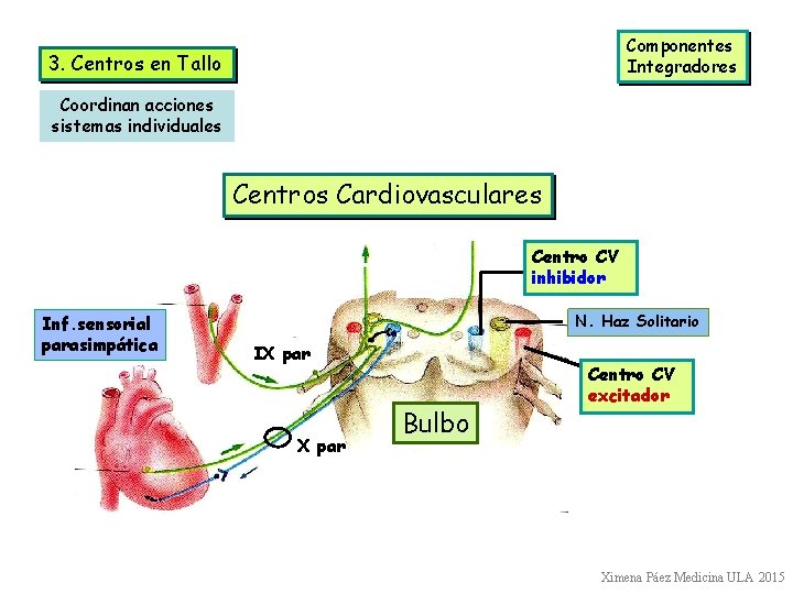 Componentes Integradores 3. Centros en Tallo Coordinan acciones sistemas individuales Centros Cardiovasculares Centro CV