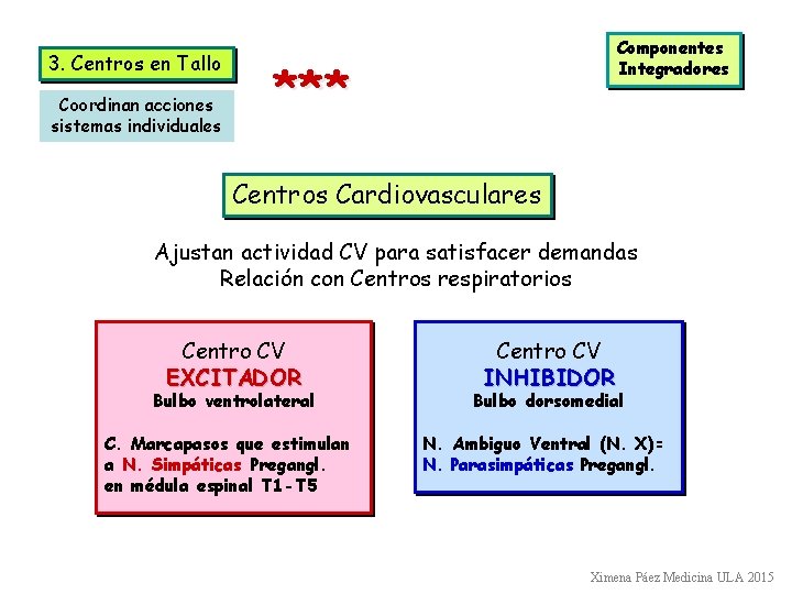 3. Centros en Tallo Coordinan acciones sistemas individuales Componentes Integradores *** Centros Cardiovasculares Ajustan