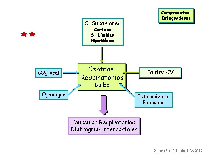 Componentes Integradores C. Superiores Corteza S. Límbico Hipotálamo ** CO 2 local Centros Respiratorios Componentes Integradores C. Superiores Corteza S. Límbico Hipotálamo ** CO 2 local Centros Respiratorios