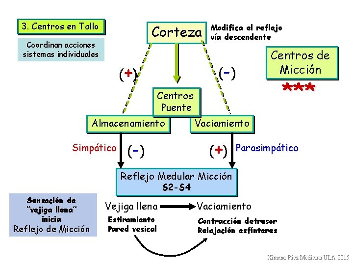 3. Centros en Tallo Corteza Coordinan acciones sistemas individuales Modifica el reflejo vía descendente