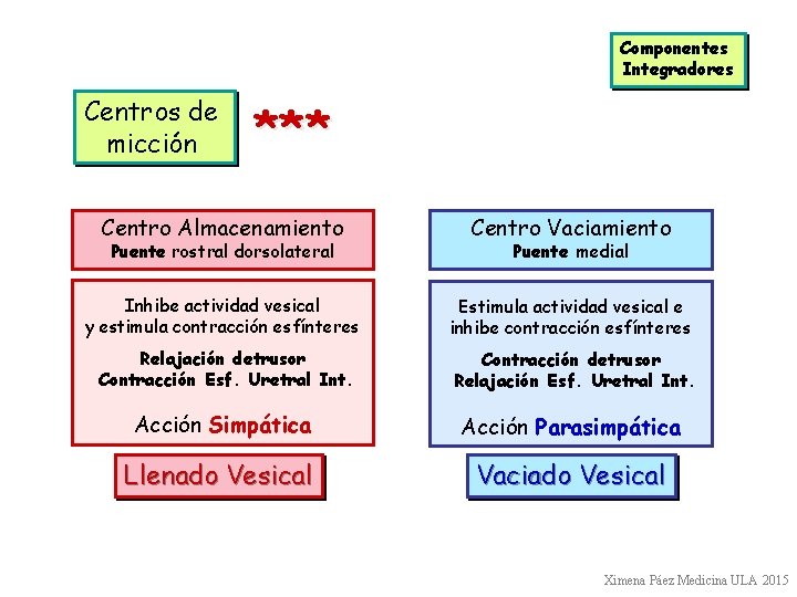 Componentes Integradores Centros de micción *** Centro Almacenamiento Centro Vaciamiento Inhibe actividad vesical y