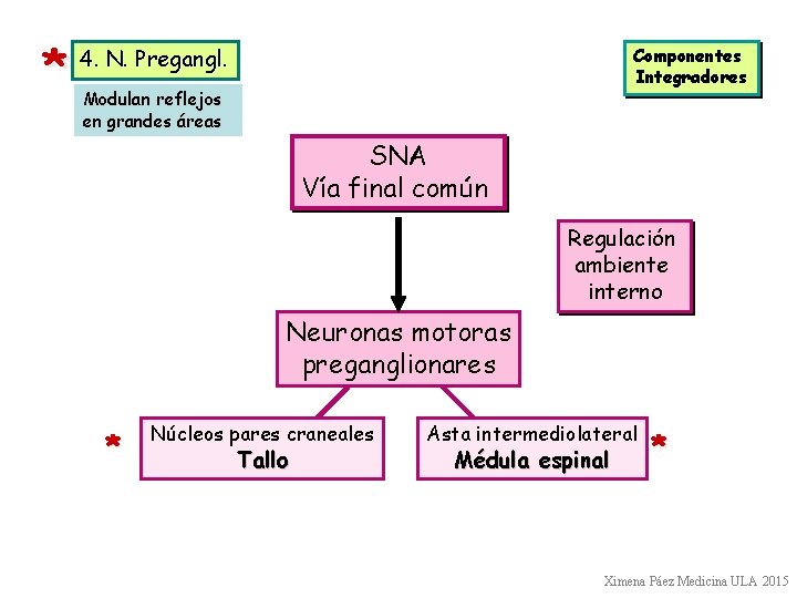 * 4. N. Pregangl. Componentes Integradores Modulan reflejos en grandes áreas SNA Vía final * 4. N. Pregangl. Componentes Integradores Modulan reflejos en grandes áreas SNA Vía final