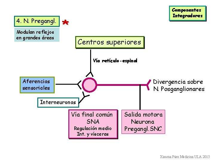 4. N. Pregangl. Modulan reflejos en grandes áreas Componentes Integradores * Centros superiores Vía 4. N. Pregangl. Modulan reflejos en grandes áreas Componentes Integradores * Centros superiores Vía