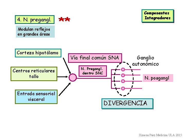 4. N. pregangl. Modulan reflejos en grandes áreas ** Corteza hipotálamo Centros reticulares tallo