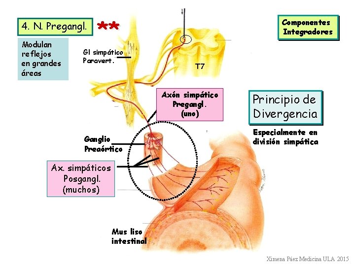 4. N. Pregangl. Modulan reflejos en grandes áreas ** Gl simpático Paravert. Componentes Integradores