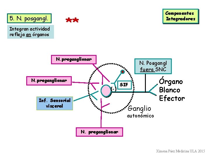 5. N. posgangl. Integran actividad refleja en órganos Componentes Integradores ** N. preganglionar N.