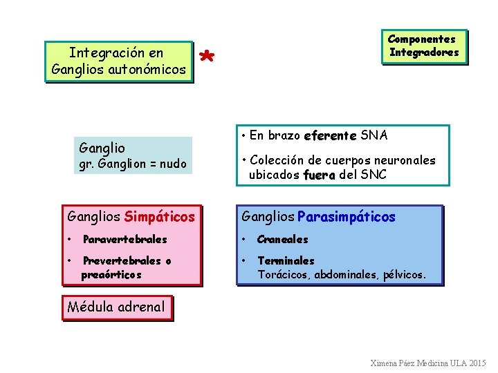 Integración en Ganglios autonómicos Ganglio gr. Ganglion = nudo Ganglios Simpáticos Componentes Integradores *