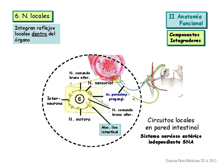 6. N. locales II Anatomía Funcional Integran reflejos locales dentro del órgano Componentes Integradores