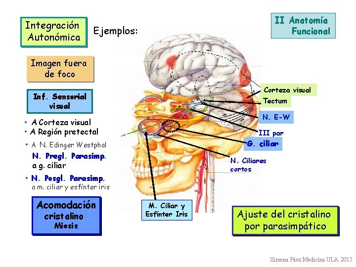 Integración Autonómica II Anatomía Funcional Ejemplos: Imagen fuera de foco Corteza visual Inf. Sensorial