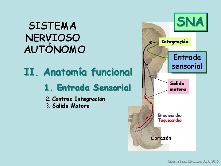 SISTEMA NERVIOSO AUTÓNOMO II. Anatomía funcional 1. Entrada Sensorial SNA Integración Entrada sensorial Salida
