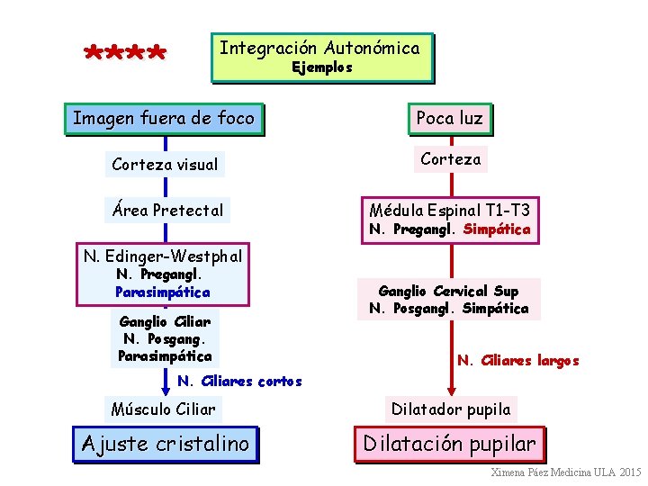 **** Integración Autonómica Ejemplos Imagen fuera de foco Poca luz Corteza visual Corteza Área