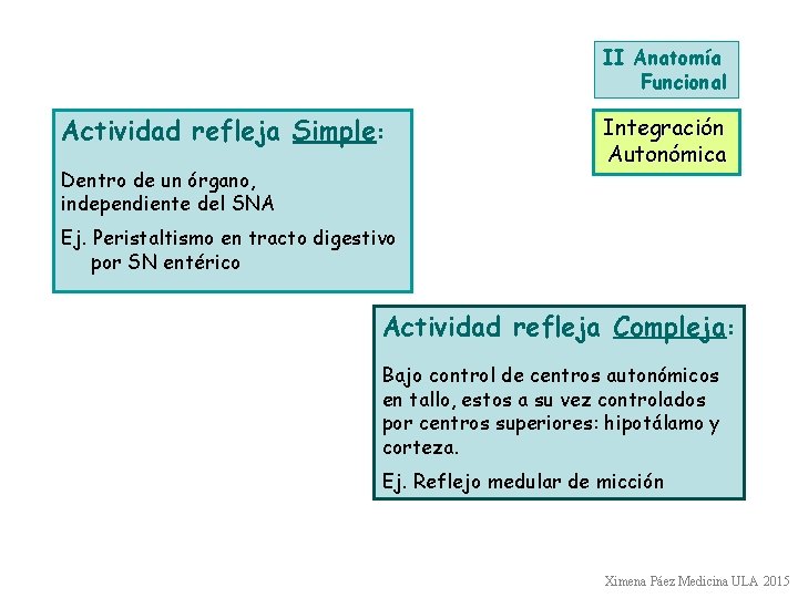 II Anatomía Funcional Actividad refleja Simple: Dentro de un órgano, independiente del SNA Integración