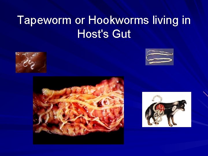 Tapeworm or Hookworms living in Host's Gut 