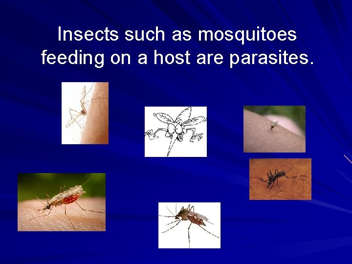 Insects such as mosquitoes feeding on a host are parasites. 