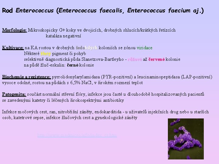 Rod Enterococcus (Enterococcus faecalis, Enterococcus faecium aj. ) Morfologie: Mikroskopicky G+ koky ve dvojicích,