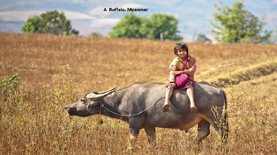 A Buffalo. Myanmar 