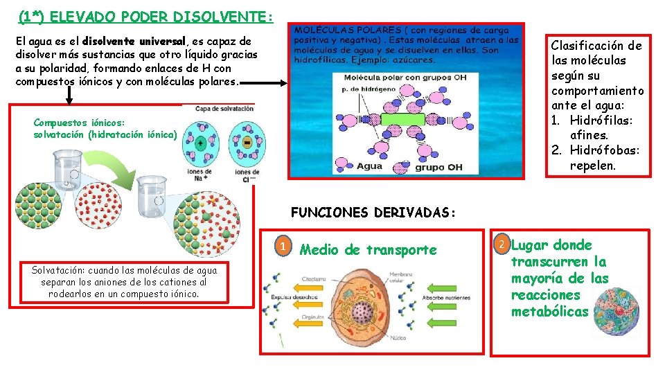 (1*) ELEVADO PODER DISOLVENTE: El agua es el disolvente universal, es capaz de disolver