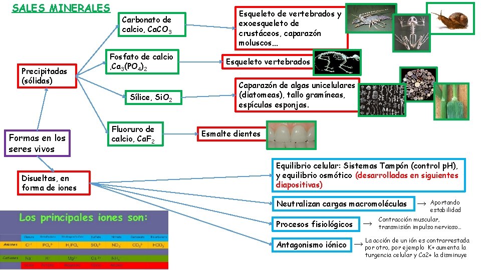 SALES MINERALES Precipitadas (sólidas) Carbonato de calcio, Ca. CO 3 Fosfato de calcio ,