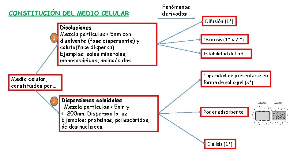 CONSTITUCIÓN DEL MEDIO CELULAR Disoluciones Mezcla partículas < 5 nm con 1 disolvente (fase