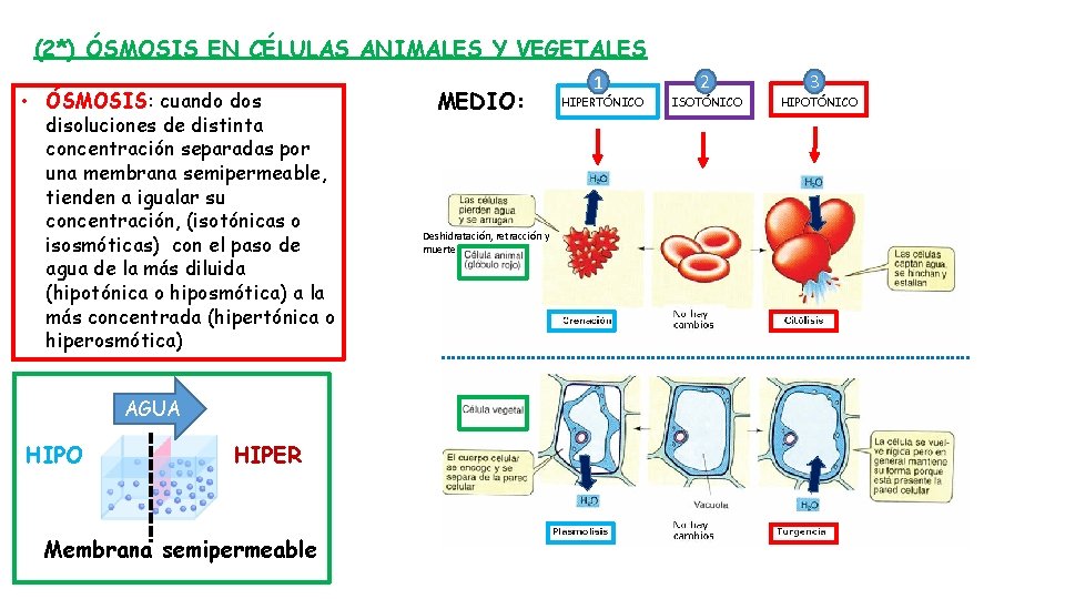 (2*) ÓSMOSIS EN CÉLULAS ANIMALES Y VEGETALES • ÓSMOSIS: cuando dos disoluciones de distinta