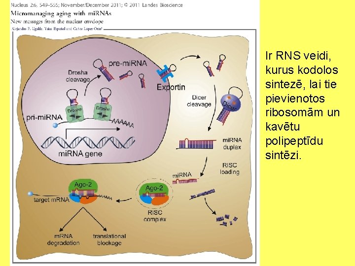 Ir RNS veidi, kurus kodolos sintezē, lai tie pievienotos ribosomām un kavētu polipeptīdu sintēzi.