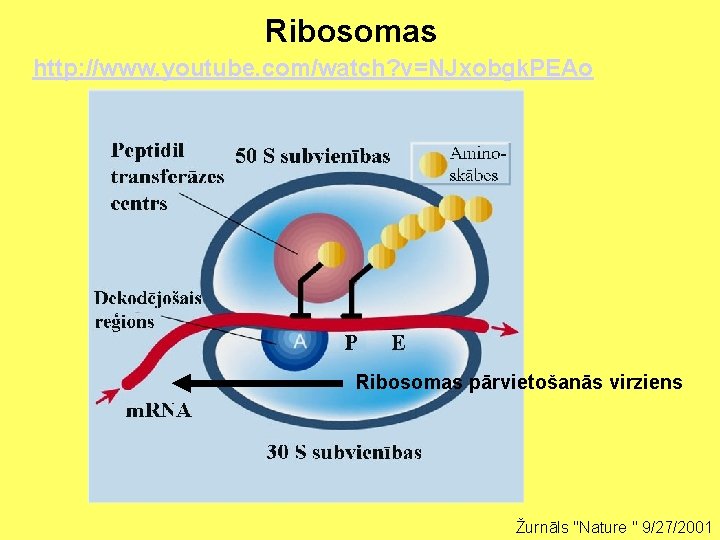 Ribosomas http: //www. youtube. com/watch? v=NJxobgk. PEAo Ribosomas pārvietošanās virziens Žurnāls "Nature " 9/27/2001