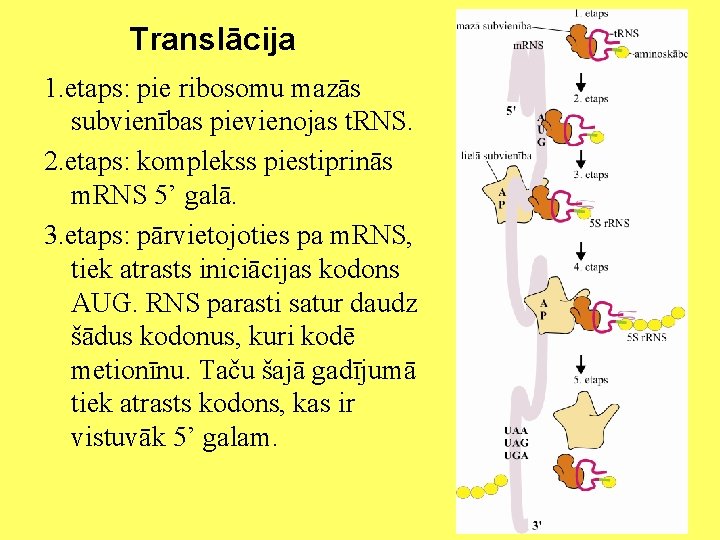 Translācija 1. etaps: pie ribosomu mazās subvienības pievienojas t. RNS. 2. etaps: komplekss piestiprinās