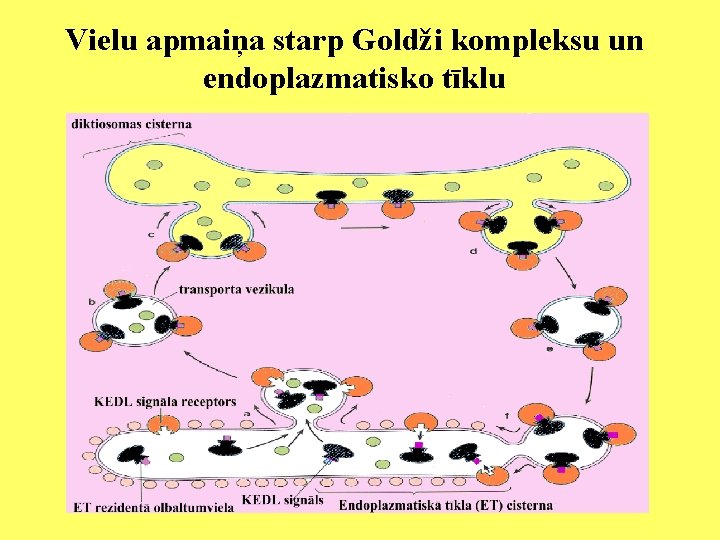 Vielu apmaiņa starp Goldži kompleksu un endoplazmatisko tīklu 