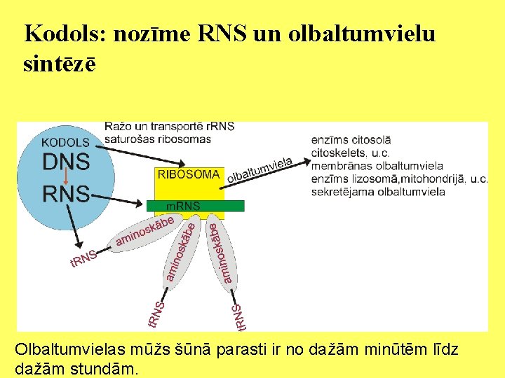 Kodols: nozīme RNS un olbaltumvielu sintēzē Olbaltumvielas mūžs šūnā parasti ir no dažām minūtēm