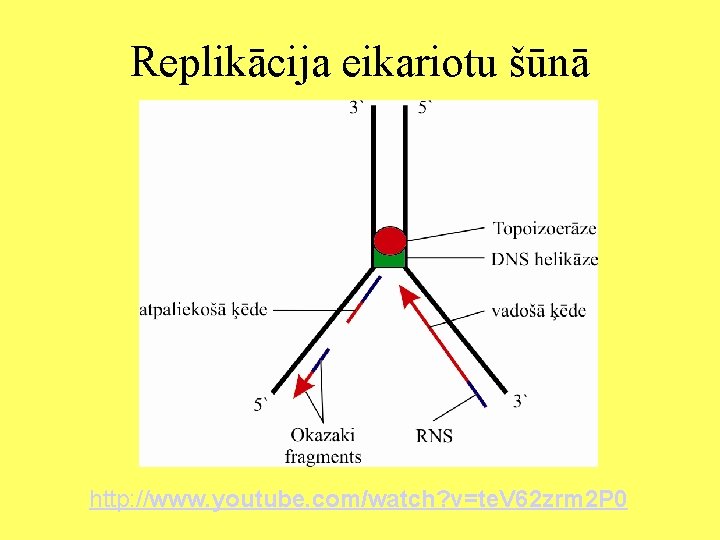 Replikācija eikariotu šūnā http: //www. youtube. com/watch? v=te. V 62 zrm 2 P 0