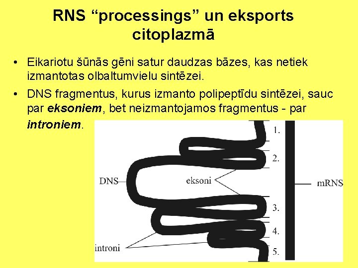 RNS “processings” un eksports citoplazmā • Eikariotu šūnās gēni satur daudzas bāzes, kas netiek