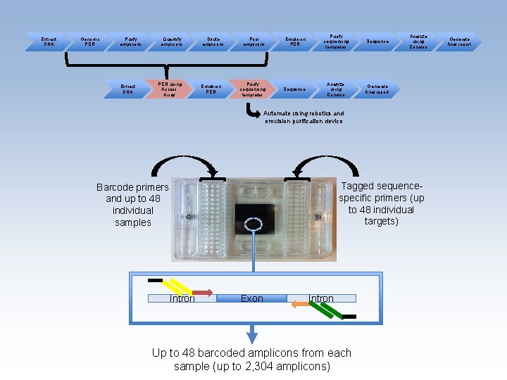 Extract DNA Genomic PCR Purify amplicons Extract DNA Quantify amplicons PCR using Access Array