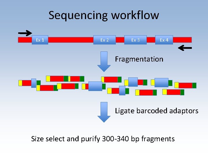 Sequencing workflow Ex 1 Ex 2 Ex 3 Ex 4 Fragmentation Ligate barcoded adaptors