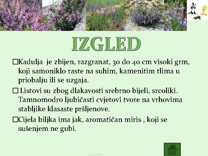 IZGLED �Kadulja je zbijen, razgranat, 30 do 40 cm visoki grm, koji samoniklo raste IZGLED �Kadulja je zbijen, razgranat, 30 do 40 cm visoki grm, koji samoniklo raste