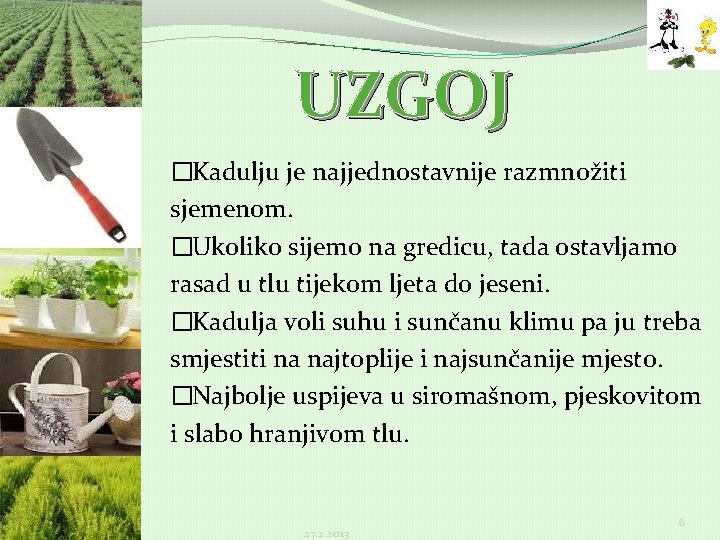 UZGOJ �Kadulju je najjednostavnije razmnožiti sjemenom. �Ukoliko sijemo na gredicu, tada ostavljamo rasad u