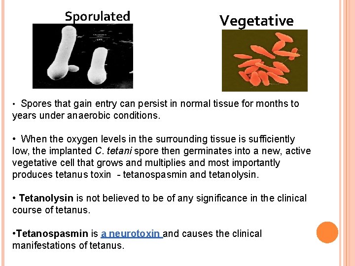 Sporulated Vegetative • Spores that gain entry can persist in normal tissue for months
