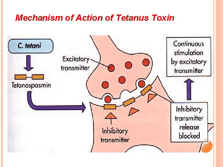 Mechanism of Action of Tetanus Toxin 