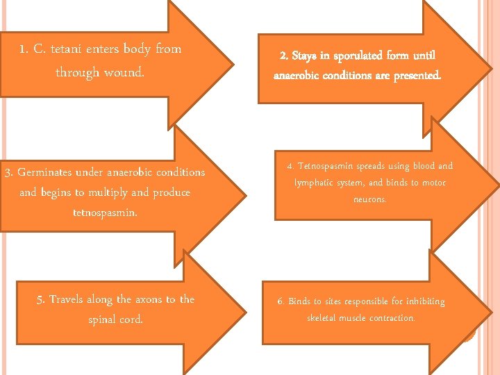 1. C. tetani enters body from through wound. 3. Germinates under anaerobic conditions and