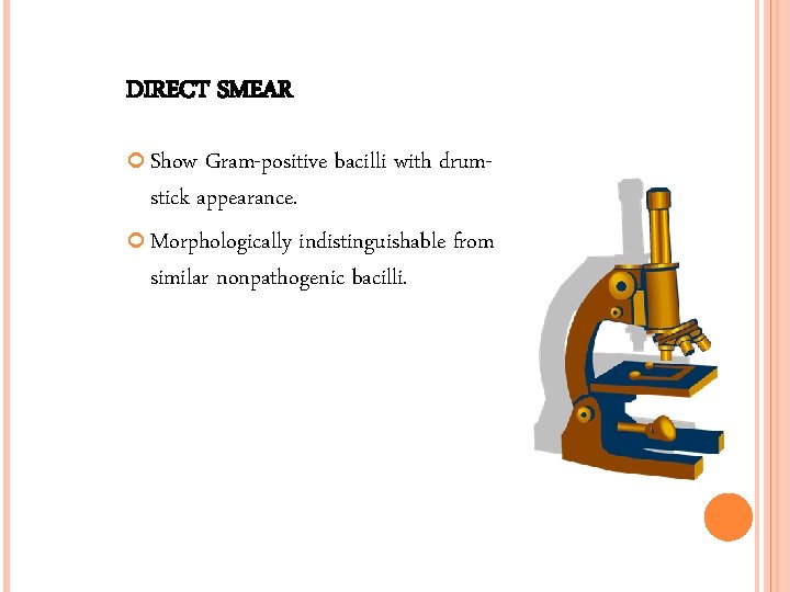 DIRECT SMEAR Show Gram-positive bacilli with drumstick appearance. Morphologically indistinguishable from similar nonpathogenic bacilli.
