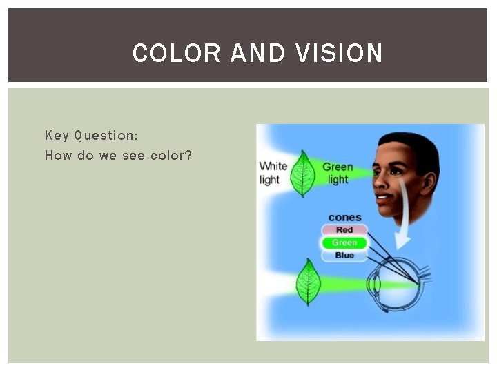 COLOR AND VISION Key Question: How do we see color? 