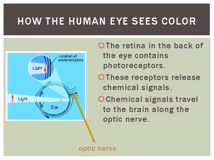HOW THE HUMAN EYE SEES COLOR The retina in the back of the eye