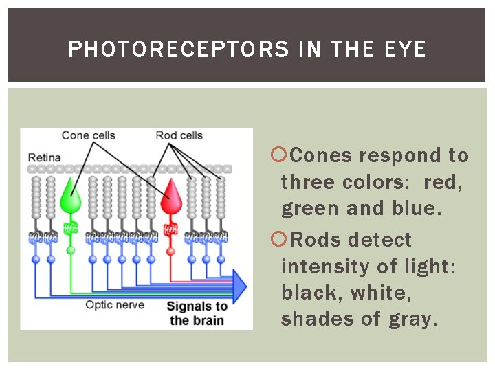 PHOTORECEPTORS IN THE EYE Cones respond to three colors: red, green and blue. Rods