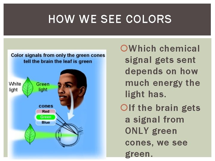 HOW WE SEE COLORS Which chemical signal gets sent depends on how much energy